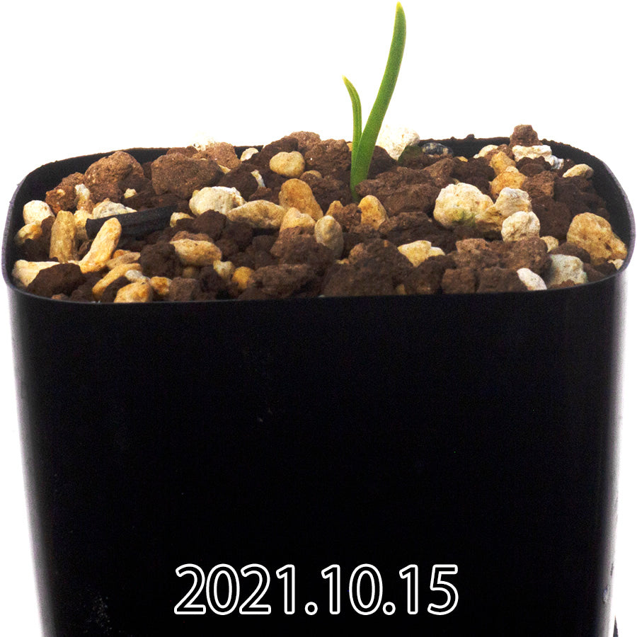 lachenalia-paucifolia-ラケナリア-ポーキフォリア-eq660-実生-29544