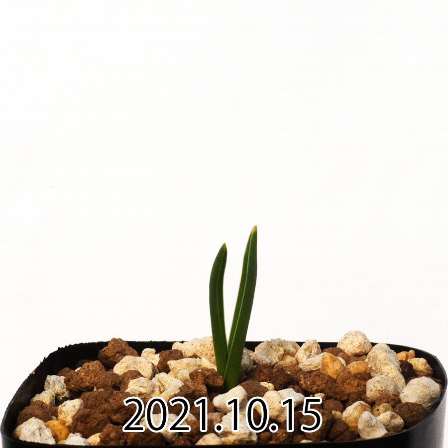 lachenalia-paucifolia-ラケナリア-ポーキフォリア-eq660-実生-29555