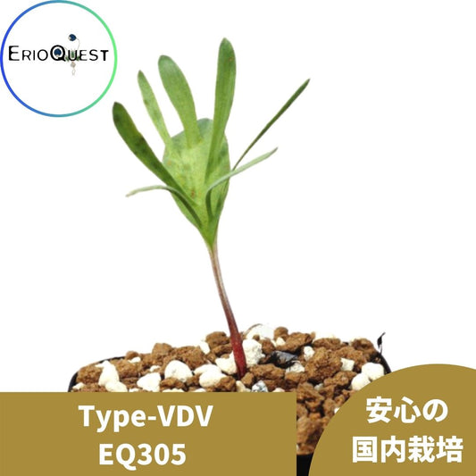 エリオスペルマム-アルキコルネ-eriospermum-alcicorne-type-vdv-eq305