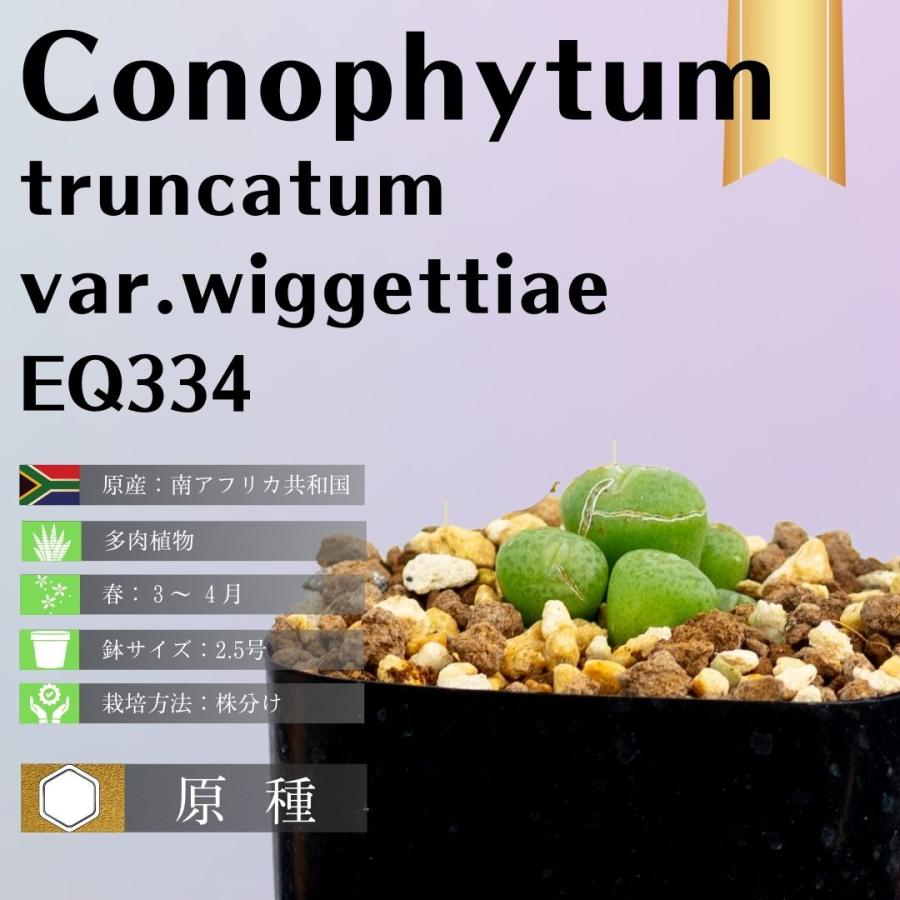 コノフィツム-トゥルンカツム-ウィゲティエ変種-conophytum-truncatum-var-wiggettiae-eq334