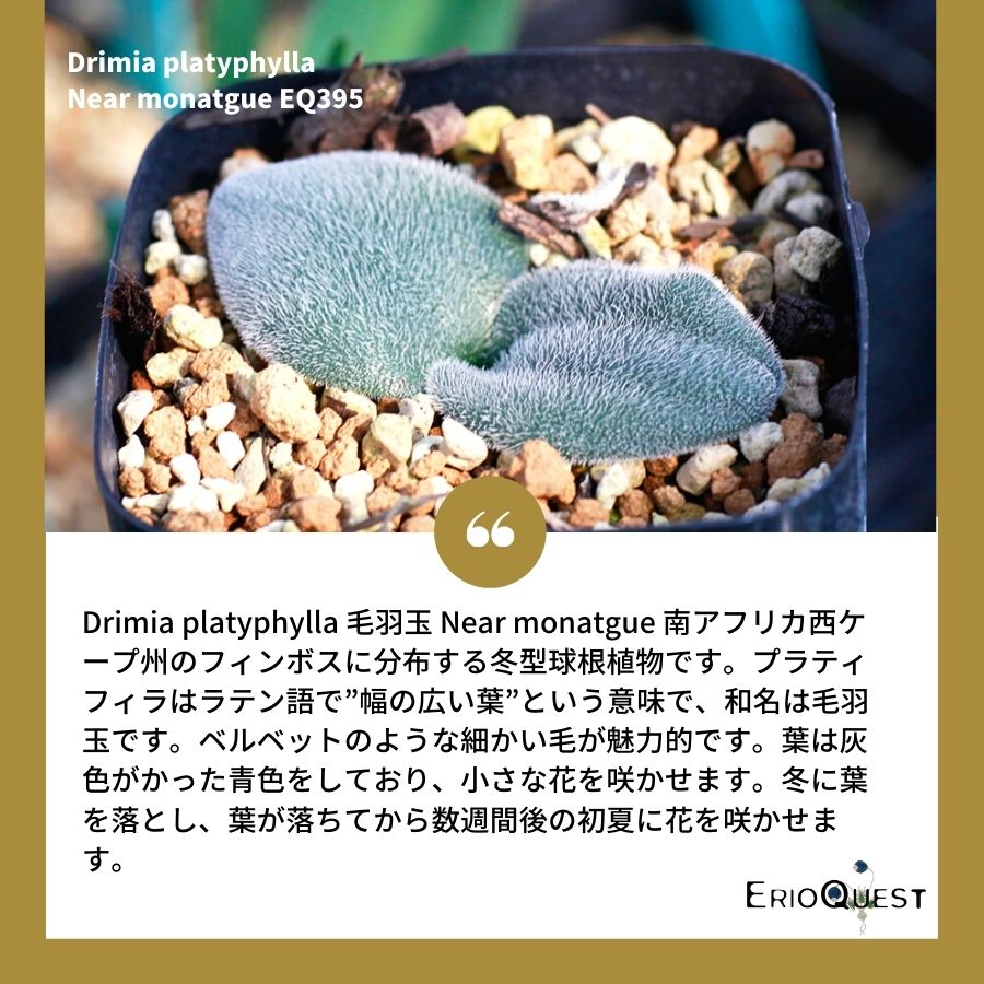 ドリミア-プラティフィラ-毛羽玉-drimia-platyphylla-near-monatgue-eq395
