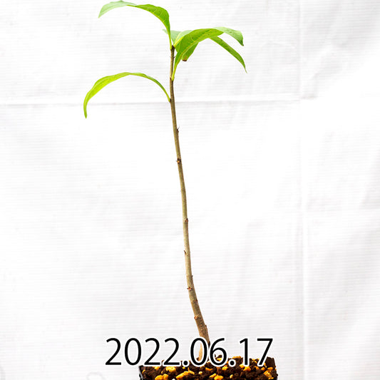 adansonia-digitata-アダンソニア-ディジタータ-kk5262-実生-40330