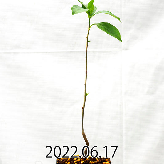 Adansonia digitata アダンソニア ディジタータ KK5262 実生 40333