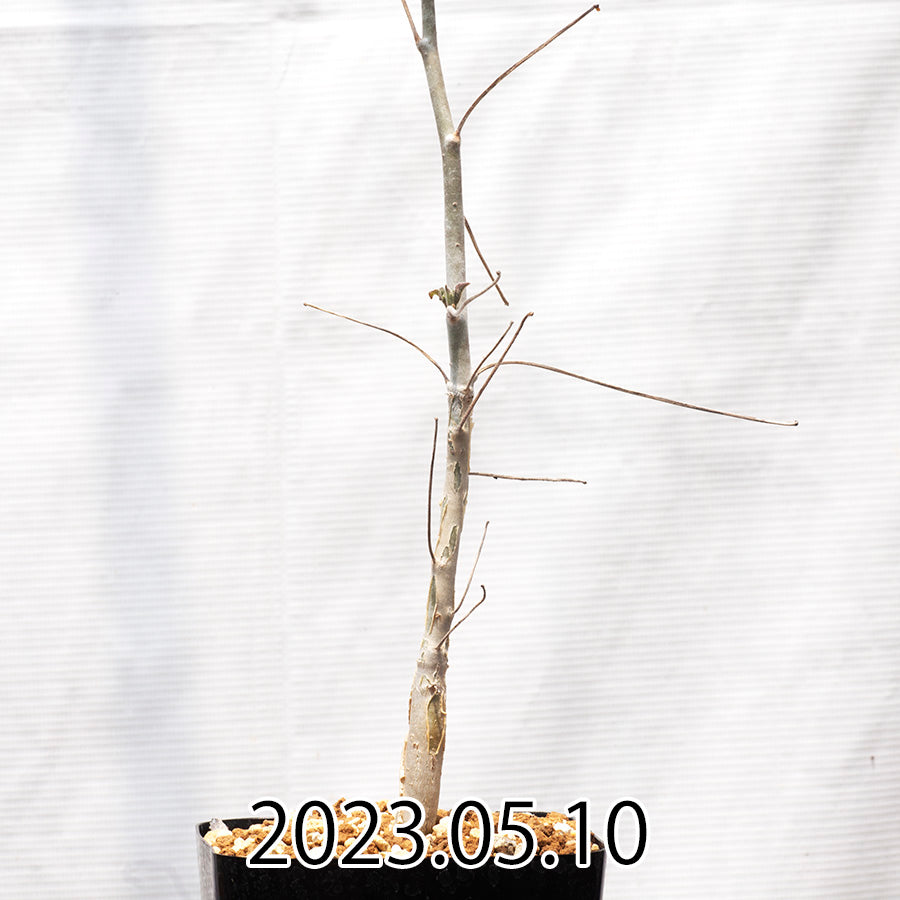Commiphora  edulis コミフォラ エデュリス ボイヴィニアーナ変種 実生 40409