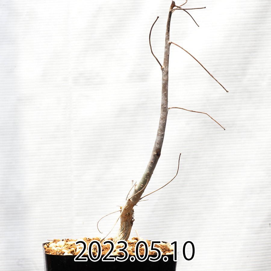 Commiphora  edulis コミフォラ エデュリス ボイヴィニアーナ変種 実生 40426
