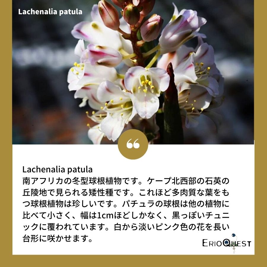 ラケナリア-パチュラ-lachenalia-patula-s-of-vanrhynsdorp-eq405