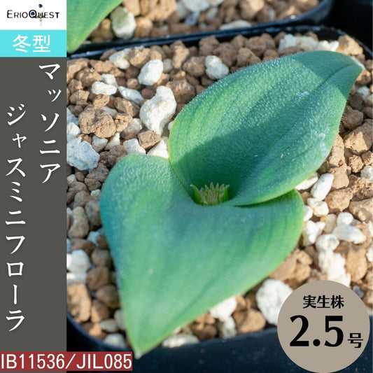 マッソニア-ジャスミニフローラ-massonia-jasminiflora-ib11536-jil085