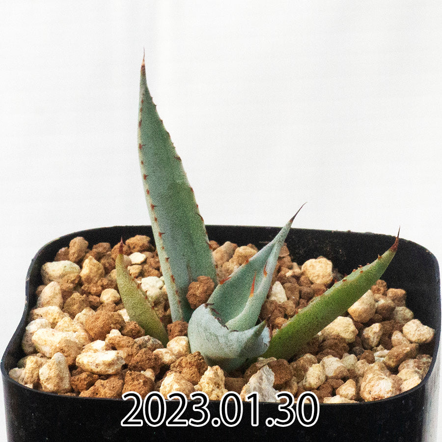 【新品超特価】03 agave montana アガベ　モンタナ アガベ
