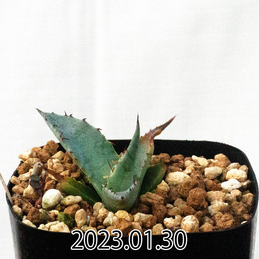 Agave montana アガベ モンタナ EQ1232 実生 44676