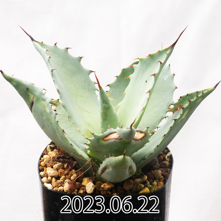 アガベ agave クリスティニー×ポタトラムhyb - 植物/観葉植物