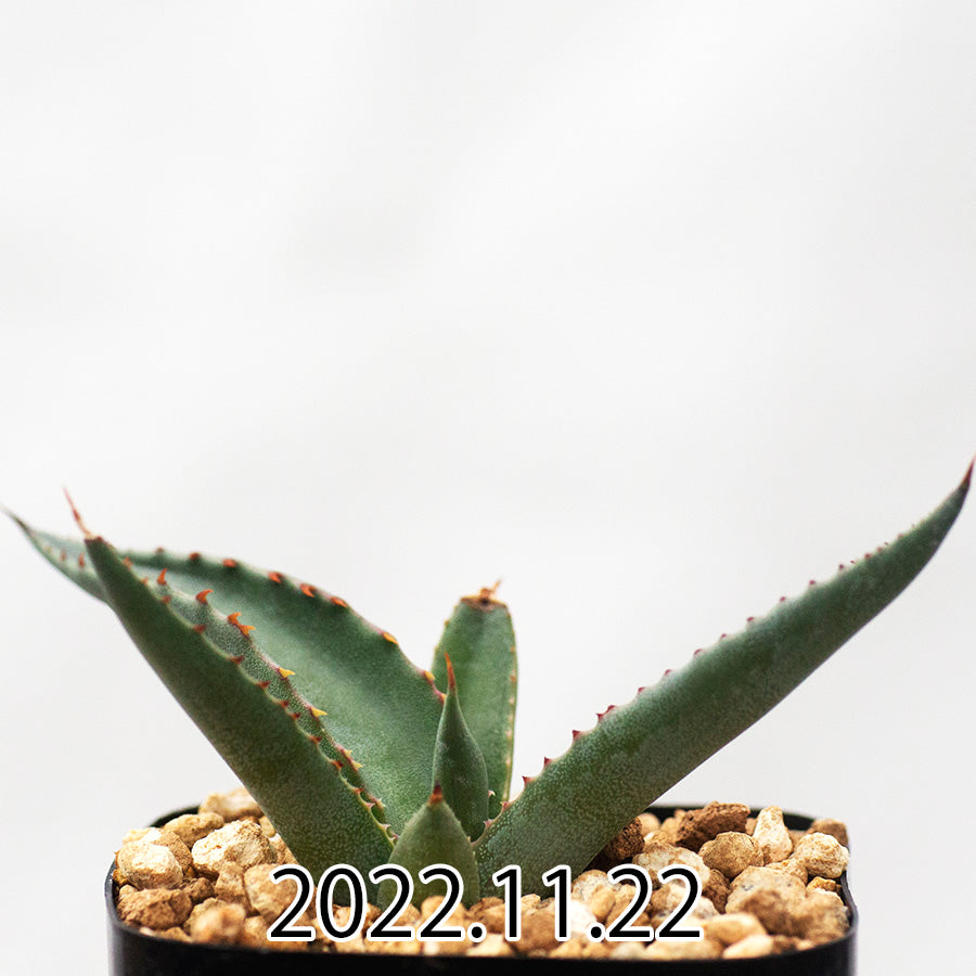 agave-salmiana-アガベ-サルミアナ-フェロックス変種-実生-45507 