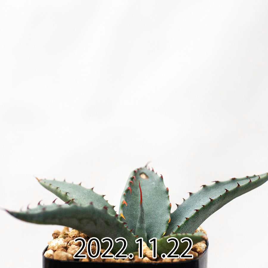 Agave salmiana アガベ サルミアナ フェロックス変種 実生 45521