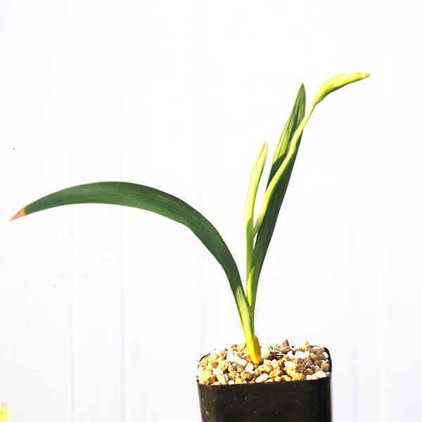 グラジオラス-ウイシアエ-gladiolus-uysiae-eq465