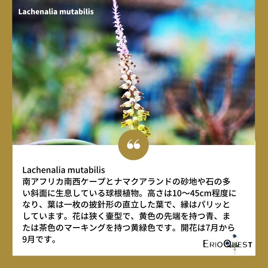ラケナリア-ムタビリス-lachenalia-mutabilis-eq467