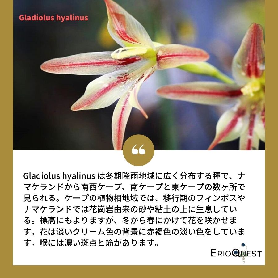 グラジオラス-ヒアリヌス-gladiolus-hyalinus-eq741