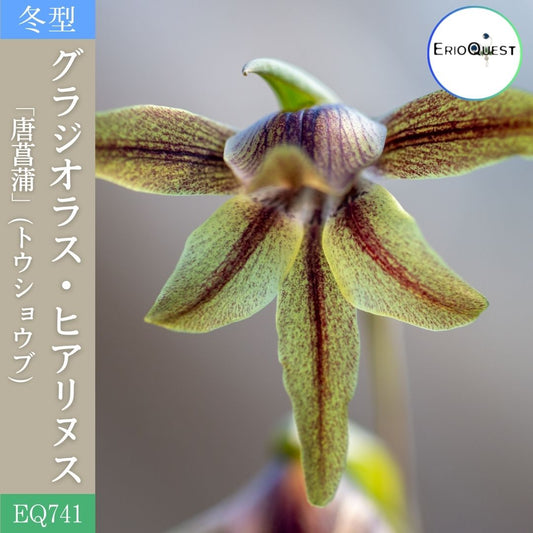 グラジオラス-ヒアリヌス-gladiolus-hyalinus-eq741