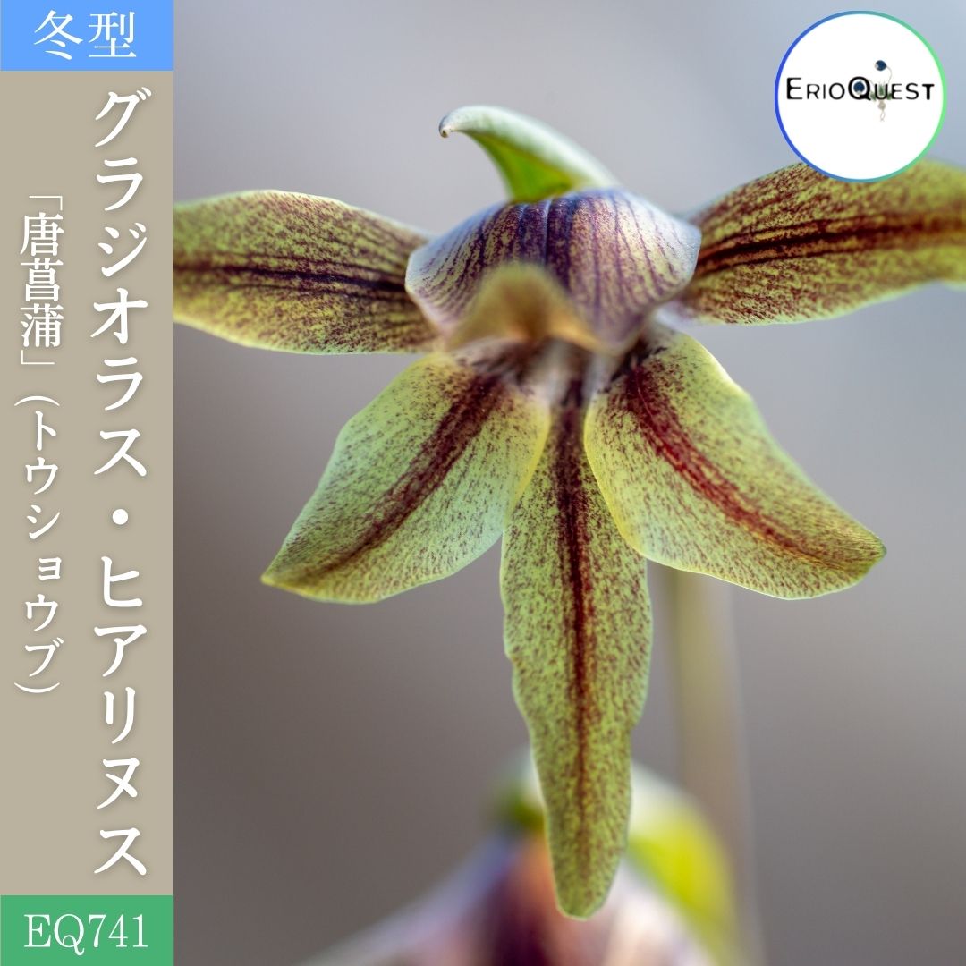 グラジオラス ヒアリヌス Gladiolus hyalinus EQ741