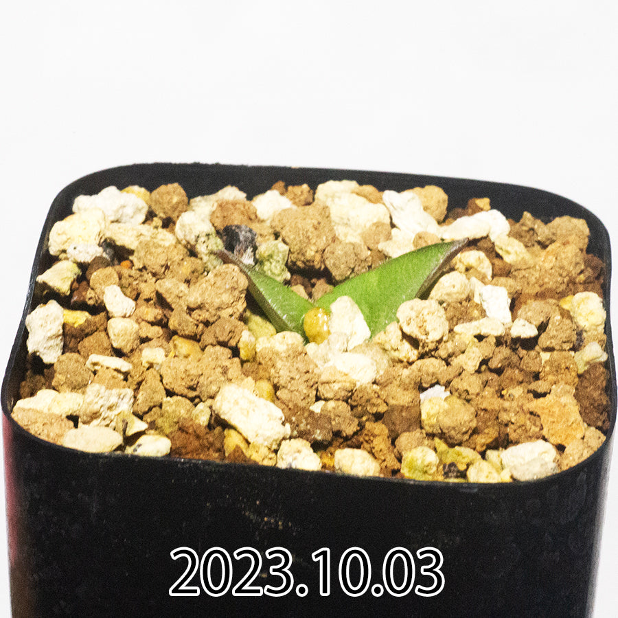 massonia-jasminiflora-マッソニア-ジャスミニフローラ-ib11536-jil085-実生-48278