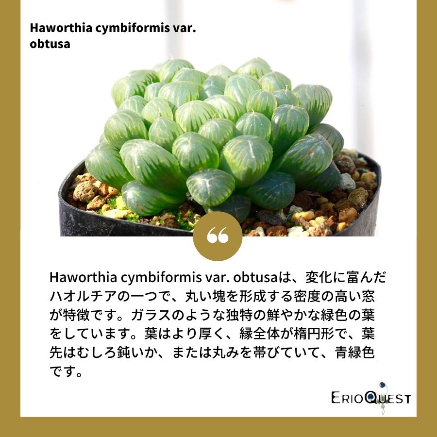 多肉植物-ハオルチア-シンビフォルミス-オブツーサ-haworthia-cymbiformis – Erioquest