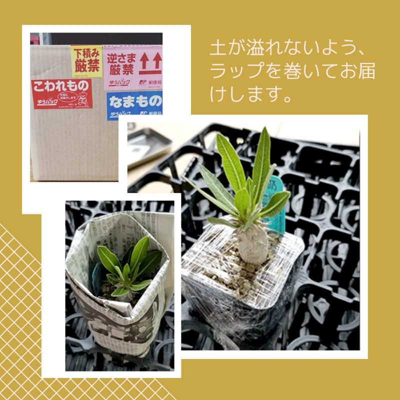 多肉植物-ハオルチア-シンビフォルミス-オブツーサ-haworthia-cymbiformis – Erioquest