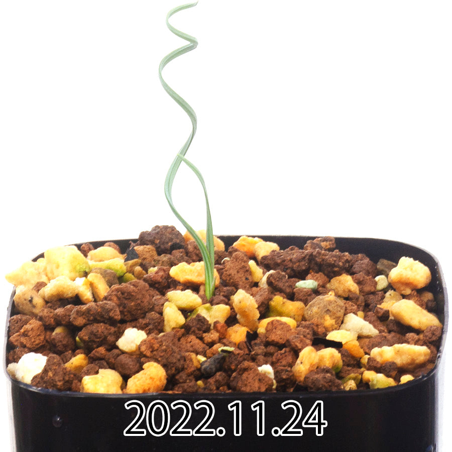 geissorhiza-corrugata-ゲイソリザ-コルガータ-eq705-実生-49390