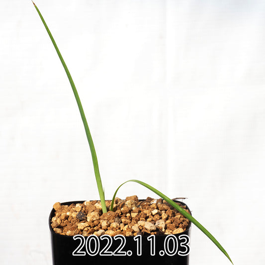 yucca-rostrata-ユッカ-ロストラータ-eq1314-実生-49790