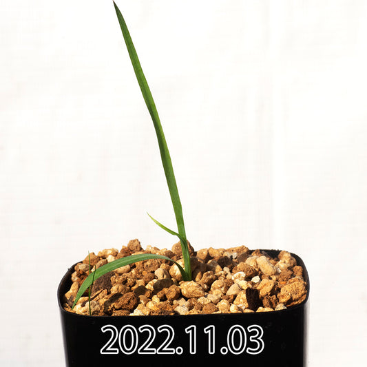 yucca-rostrata-ユッカ-ロストラータ-eq1314-実生-49799