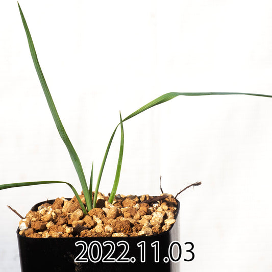 yucca-rostrata-ユッカ-ロストラータ-eq1314-実生-49809