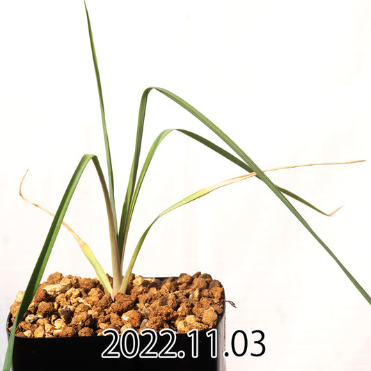 yucca-rostrata-ユッカ-ロストラータ-eq1314-実生-49811