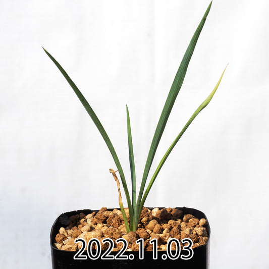 yucca-rostrata-ユッカ-ロストラータ-eq1314-実生-49813