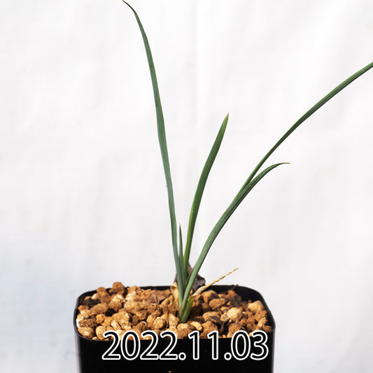 yucca-rostrata-ユッカ-ロストラータ-eq1314-実生-49815