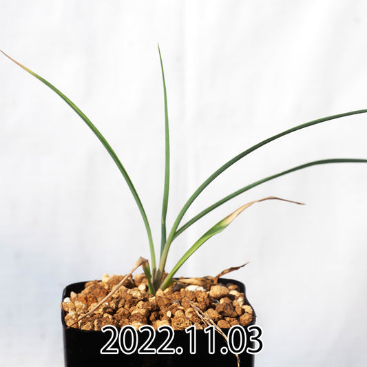 yucca-rostrata-ユッカ-ロストラータ-eq1314-実生-49817