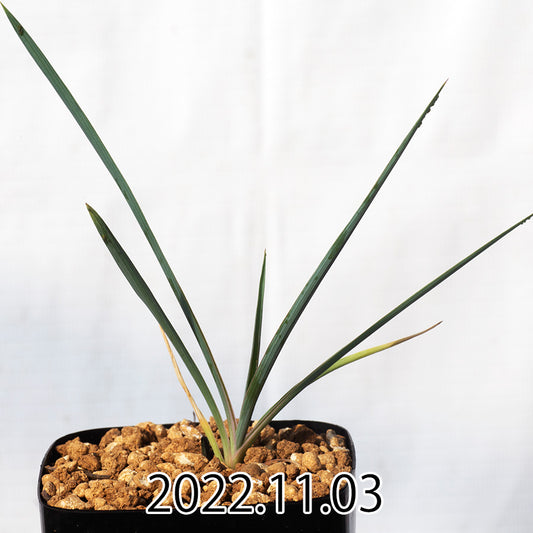 yucca-rostrata-ユッカ-ロストラータ-eq1314-実生-49823