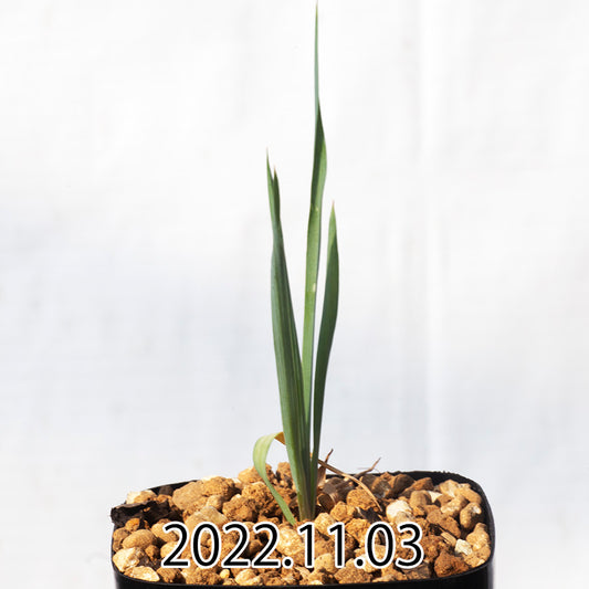 yucca-rostrata-ユッカ-ロストラータ-eq1314-実生-49828