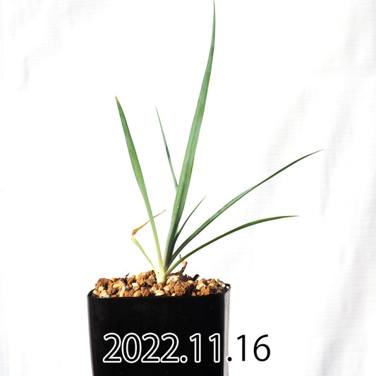 yucca-rostrata-ユッカ-ロストラータ-eq1314-実生-49834