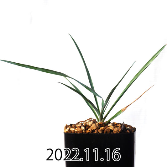 yucca-rostrata-ユッカ-ロストラータ-eq1314-実生-49851
