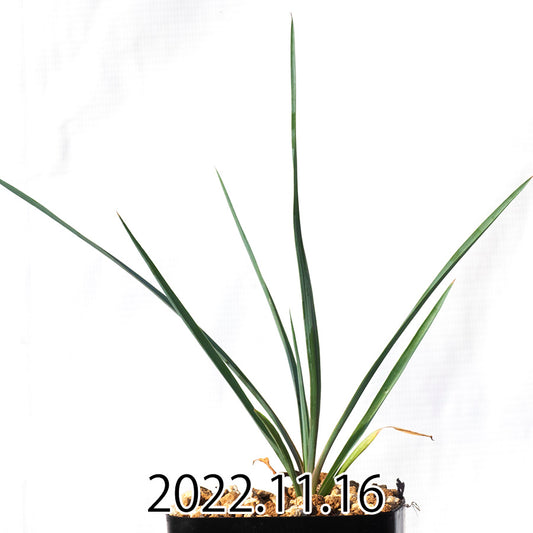 yucca-rostrata-ユッカ-ロストラータ-eq1314-実生-49856