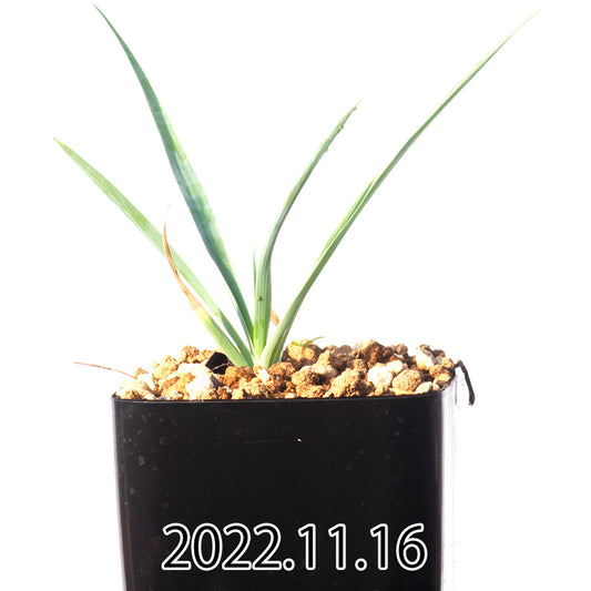 yucca-rostrata-ユッカ-ロストラータ-eq1314-実生-49857
