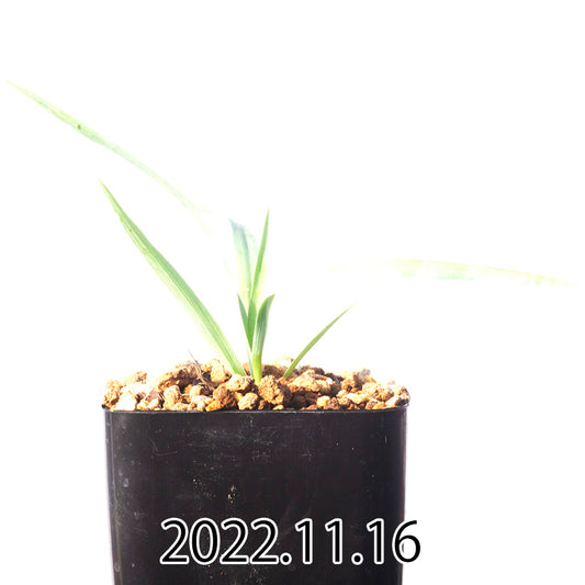 yucca-rostrata-ユッカ-ロストラータ-eq1314-実生-49858