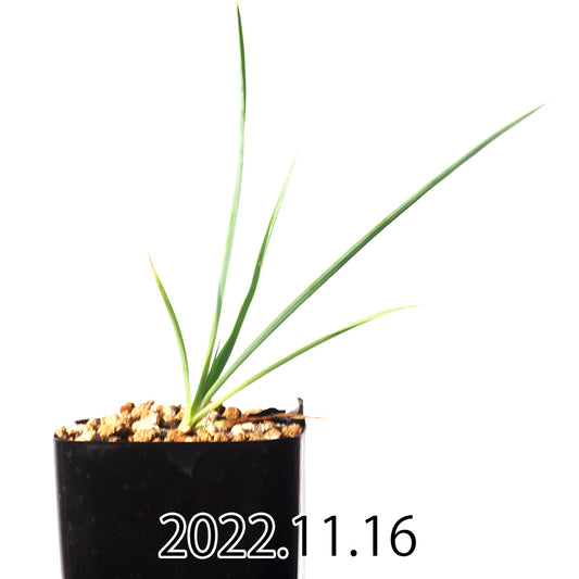 yucca-rostrata-ユッカ-ロストラータ-eq1314-実生-49867