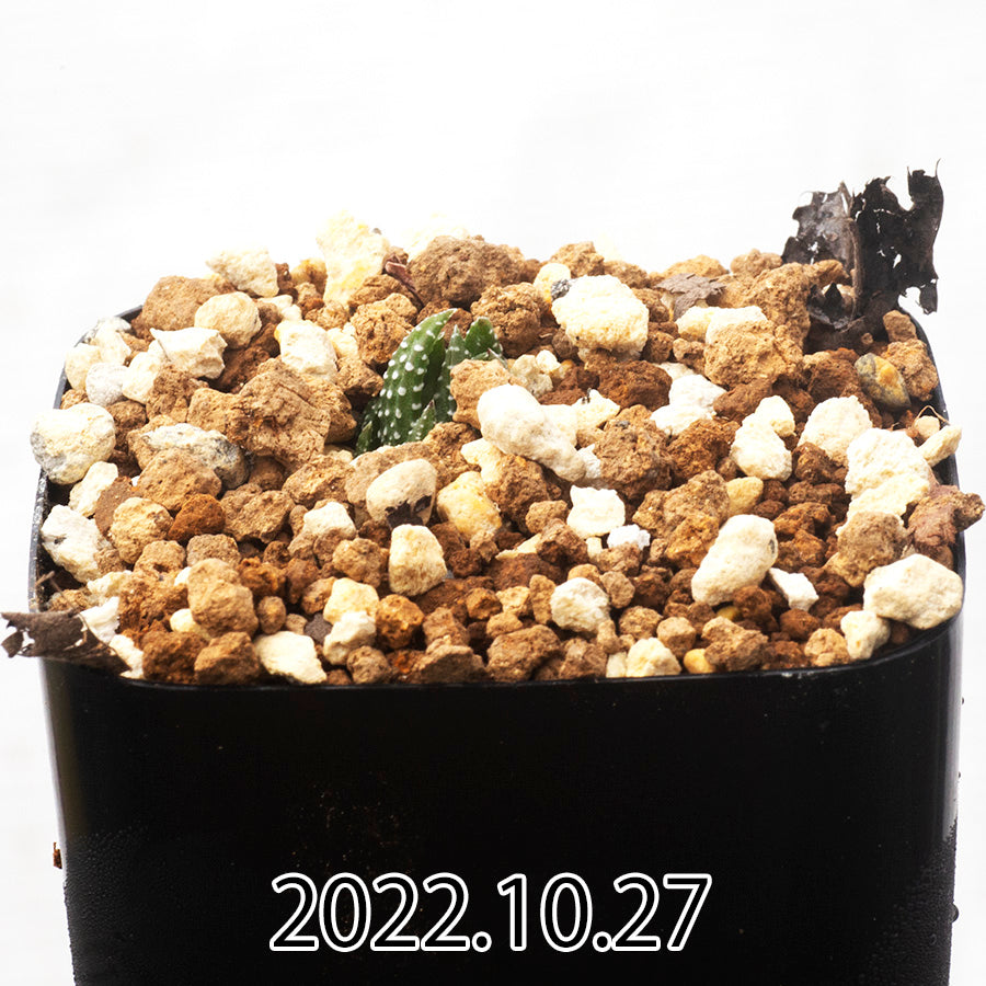 haworthia-coarctata-ハオルチア-コアルクタータ-アデレイデンシス変種-子株-50813