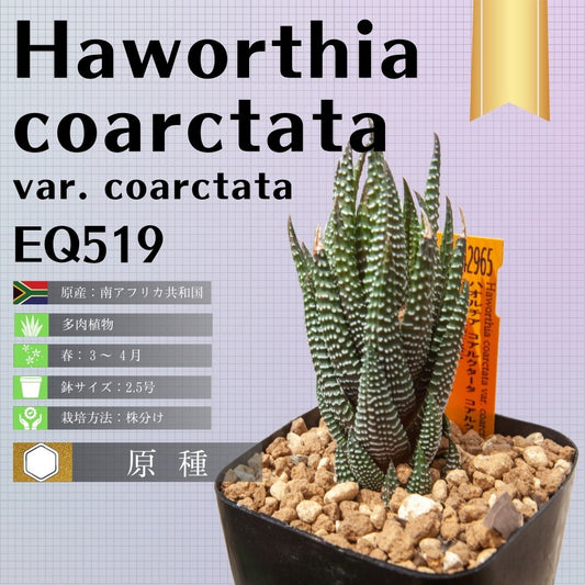 ハオルチア-コアルクタータ-コアルクタータ変種-haworthia-coarctata-var-coarctata-eq519