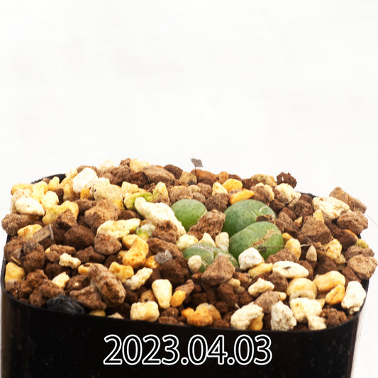 conophytum-truncatum-コノフィツム-トゥルンカツム-ウィゲティエ変種-eq334-子株-55344