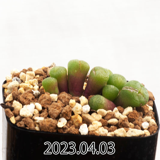 conophytum-truncatum-コノフィツム-トゥルンカツム-ウィゲティエ変種-eq334-子株-55349