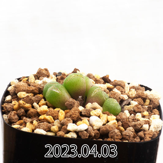 conophytum-truncatum-コノフィツム-トゥルンカツム-ウィゲティエ変種-eq334-子株-55352