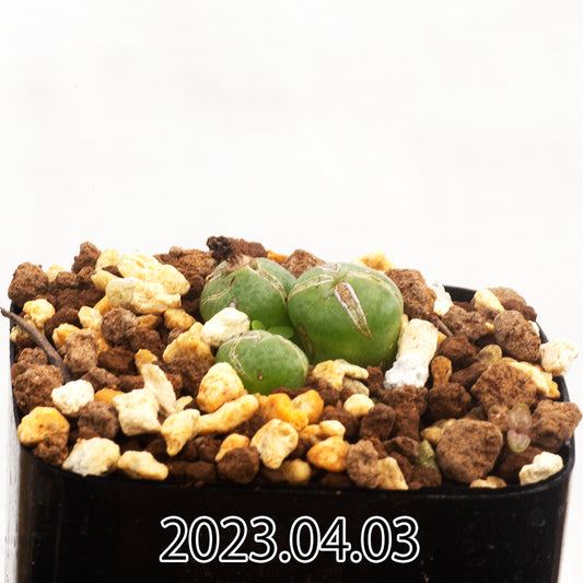 conophytum-truncatum-コノフィツム-トゥルンカツム-ウィゲティエ変種-eq334-子株-55355