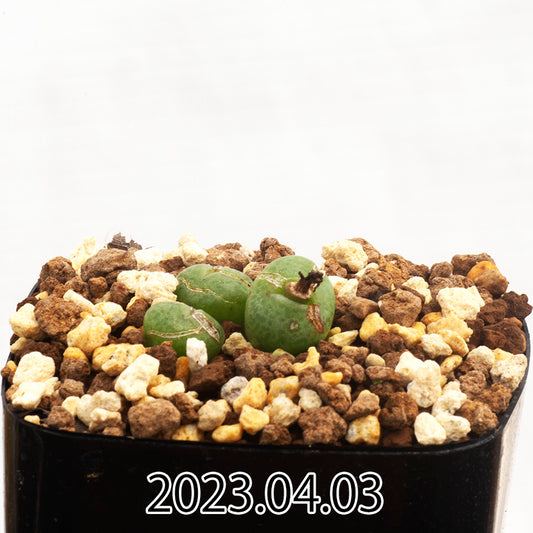 conophytum-truncatum-コノフィツム-トゥルンカツム-ウィゲティエ変種-eq334-子株-55356