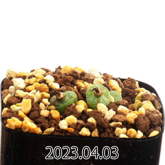 conophytum-truncatum-コノフィツム-トゥルンカツム-ウィゲティエ変種-eq334-子株-55358