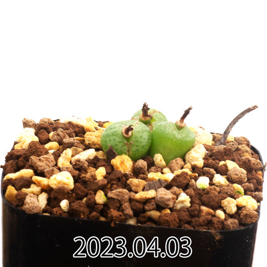 conophytum-truncatum-コノフィツム-トゥルンカツム-ウィゲティエ変種-eq334-子株-55361