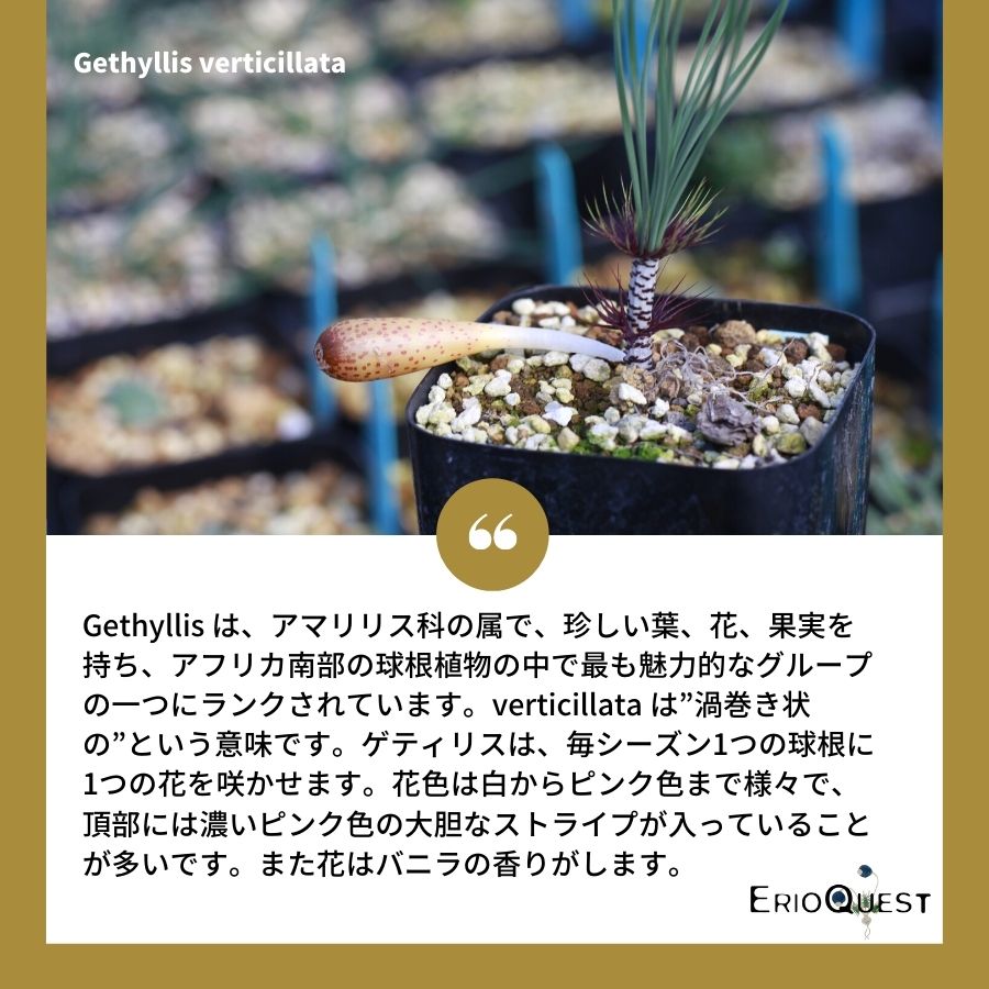 ゲチリス ベルティシラータ Gethyllis verticillata EQ554